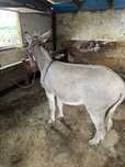 Vand magar tanar