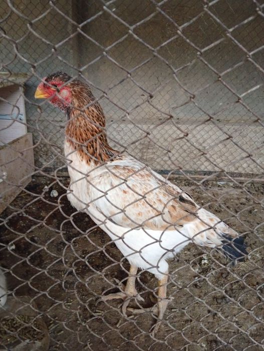 Dakan tovuq 350.000 boʻlishi