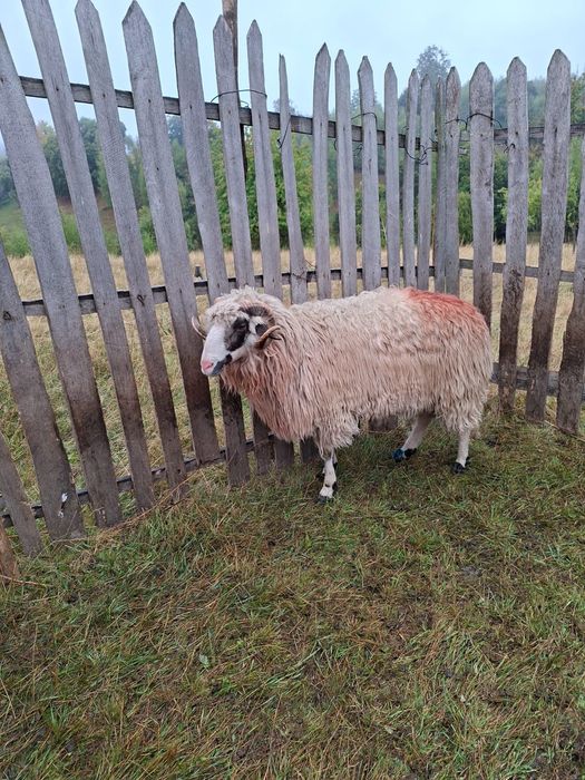 Vand 4 oi țurcane și un berbec