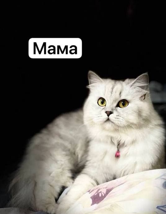 Котенок девочка породистая  Silver shaded Persian