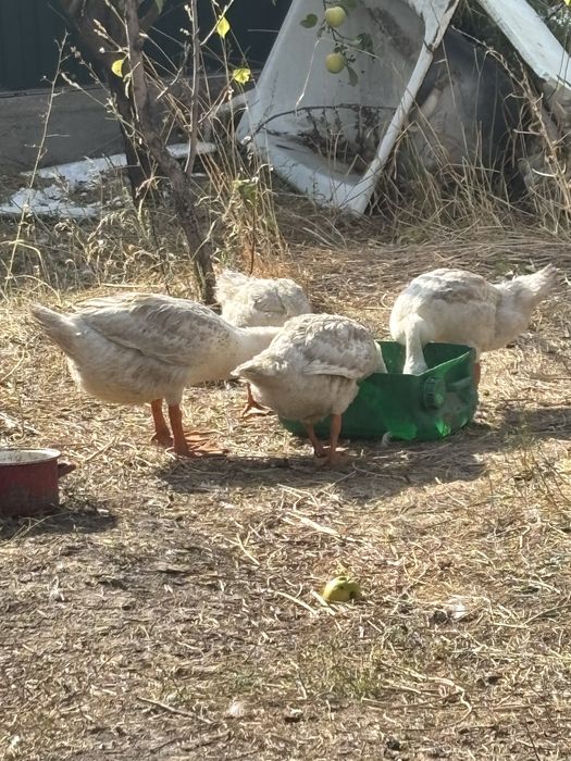 Гусь продается ……….