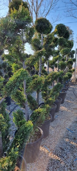 Tuia, photinia,platan, leylandi