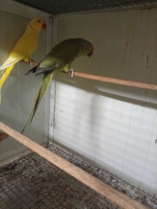 Vând pereche micul alexandru