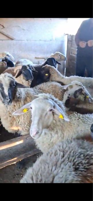 Vand miele tinere 5-6 luni