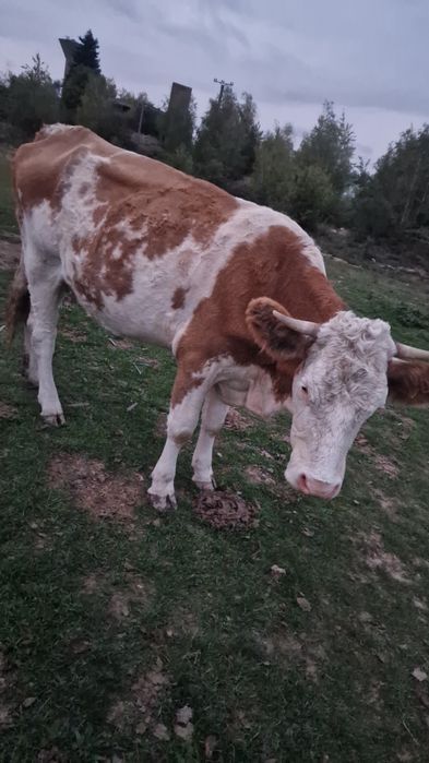 Vaca bălțată românească