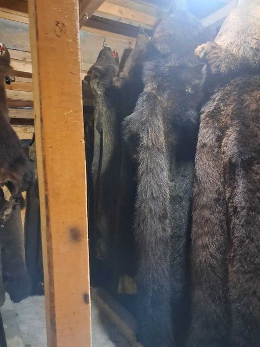 Piei de urs de vanzare