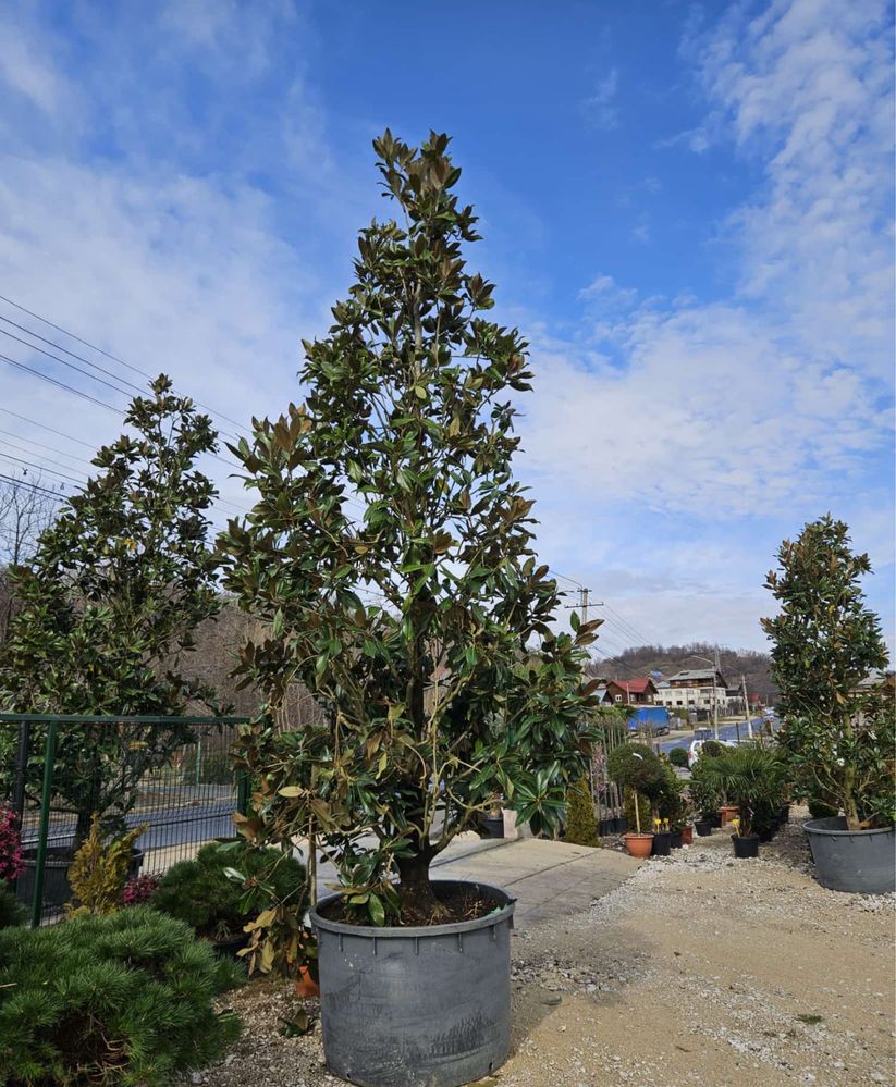 Vând plante ornamentale calitate extra