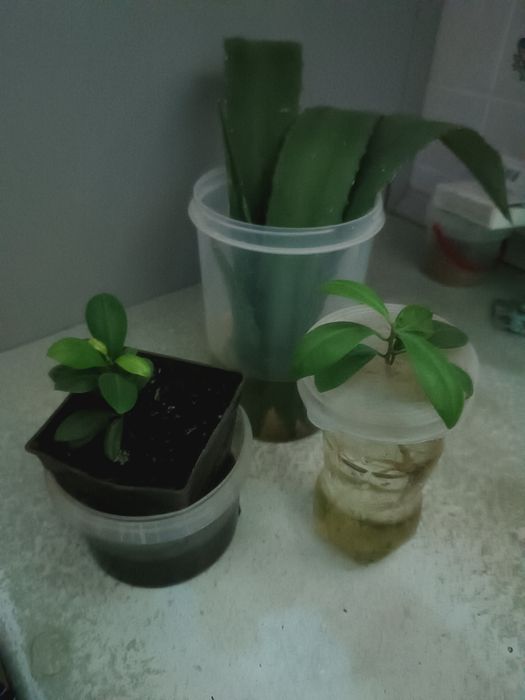 Адениум, листья Агавы Египетской обменяю на Аглаонему или молочай бело