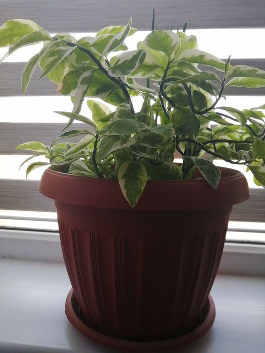 Продается комнатные растения 4500т