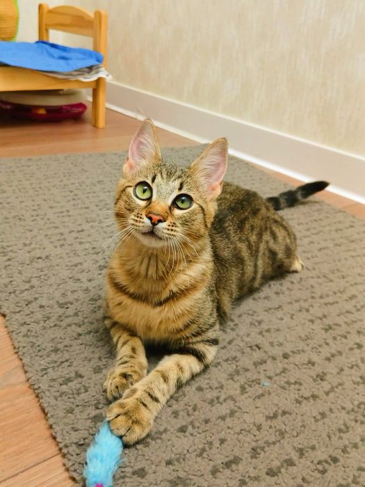 Pisicuta Paula pentru adoptie