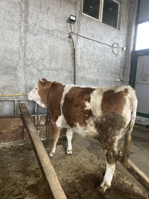 Vand junca baltata la prima fatare