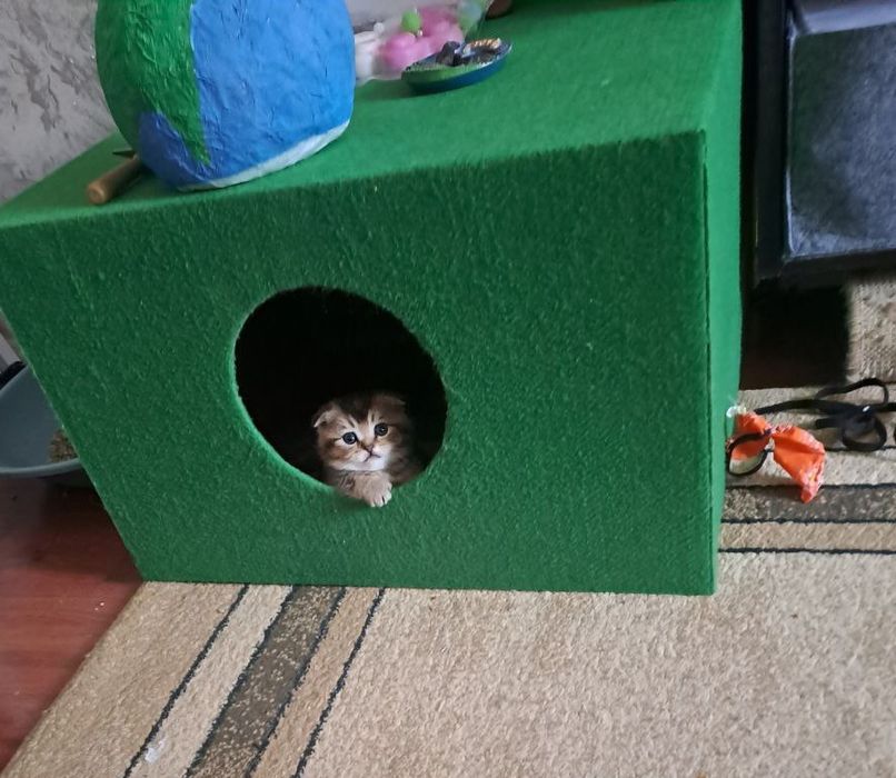 Котята скотиш фолд страйтт