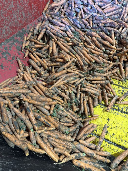 Legume si cereala de vanzare