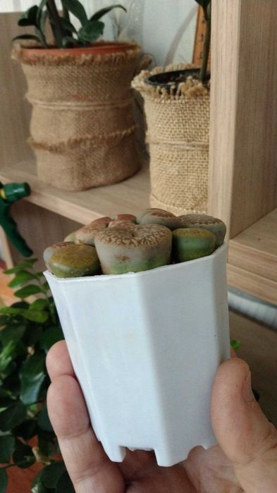 Алоэ вера , драцена компакта и литопсы