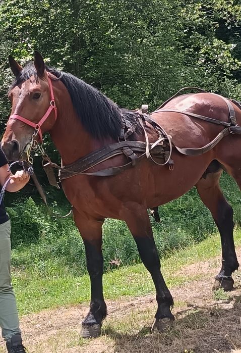 Vând două mânze sure și un armăsar