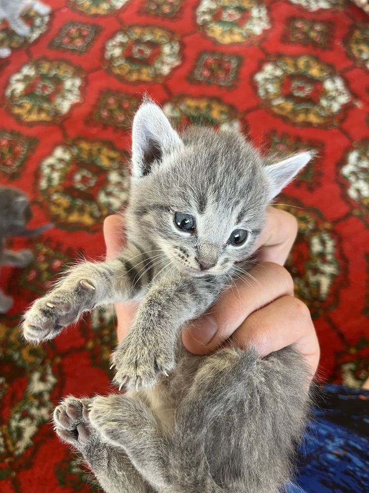 Брытанскый пышыклар сатылады
