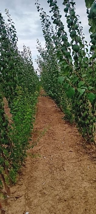 Vand Pomi Fructiferi