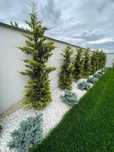 Plante ornamentale