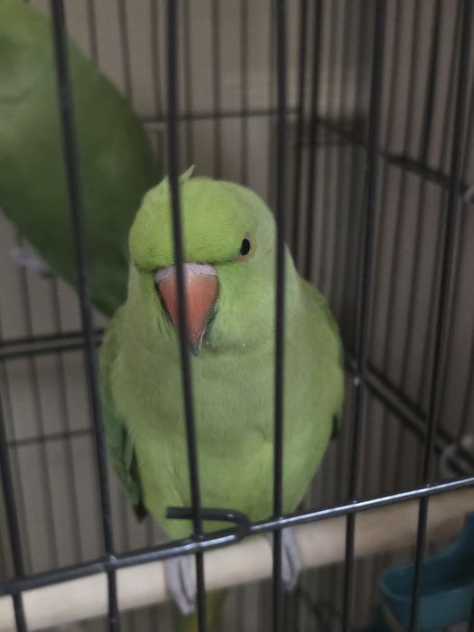 ожереловый попугай