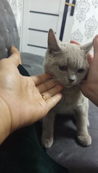 Mushuk sotiladi aqilli toza pokiza