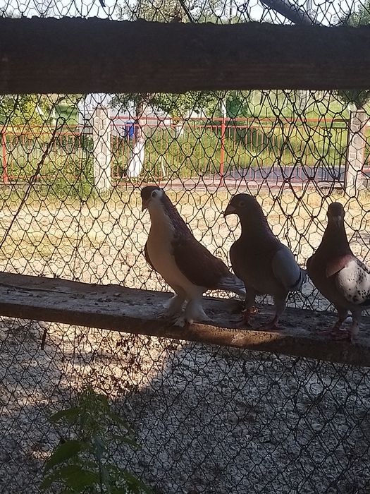 Vând porumbei de ornament. Călugări și Lahore la prețuri accesibile !