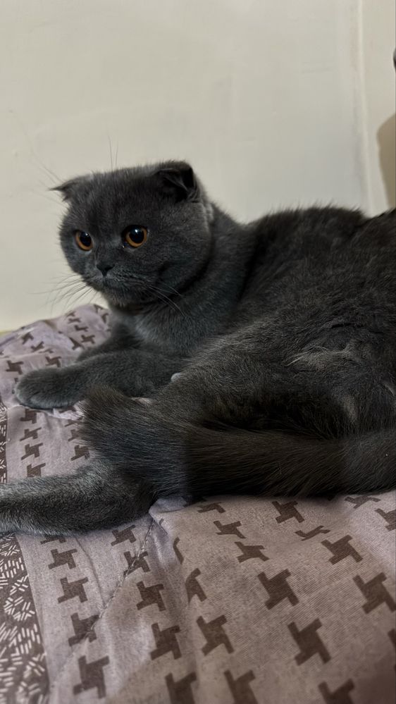 Scottish Fold ayol (urg’ochi) mushuk