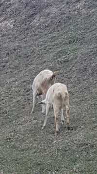 Козёл 2шт козы 8шт козлята 5шт корова стельная 650000 телка годовалая