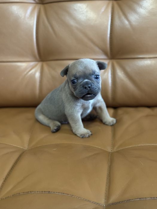 Френски булдог син ген