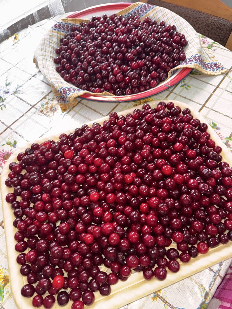 Продам вишню домашнюю