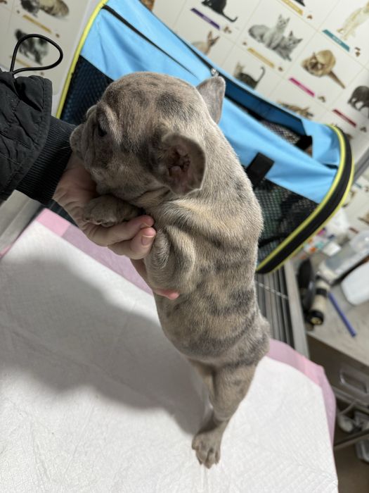 Bulldog Francez Merle / Lilac Fawn