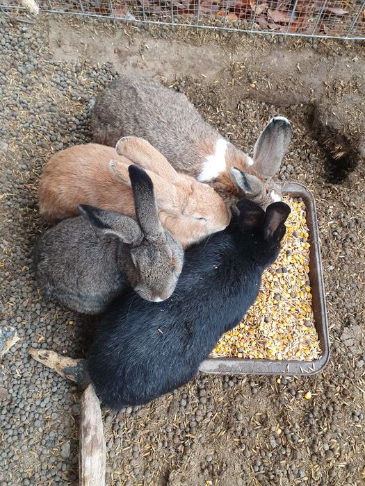 Iepuri de vânzare – 25-50 lei | Județul Arad