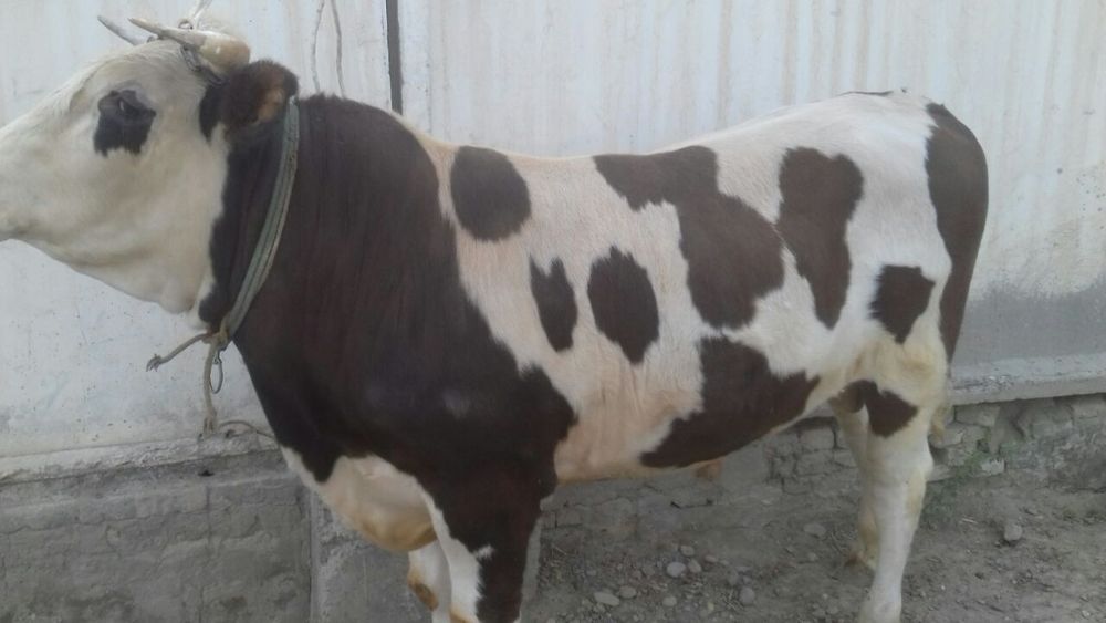 Buqa sotiladi tez va arzon narxlarda