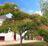 Vand ALBIZIA OMBRELLA - Arbore de matase