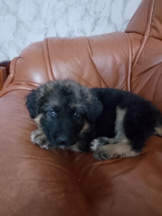 Куче немска овчарка