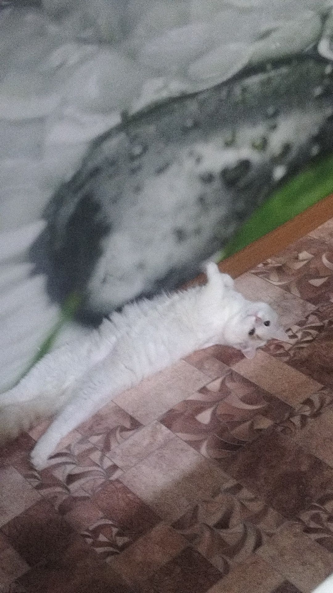 Отдам даром кота