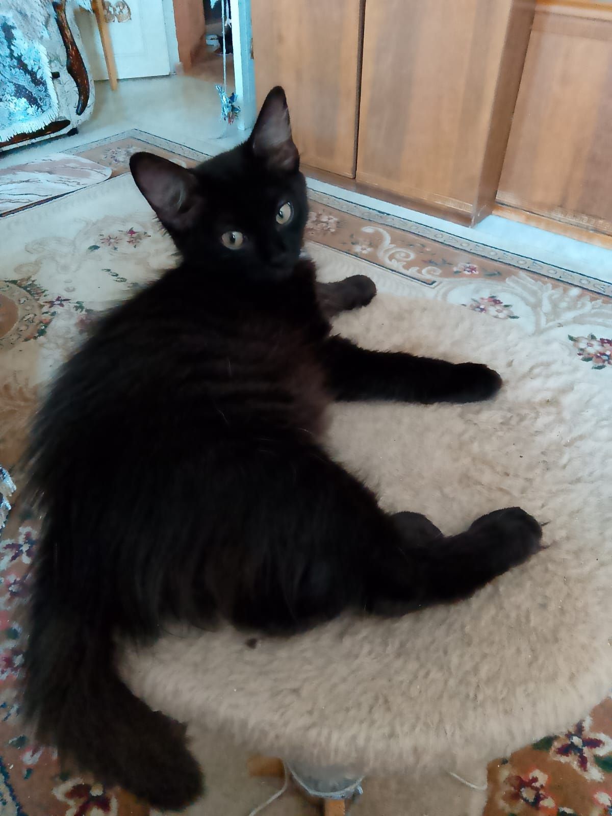 Котята ищут дом!