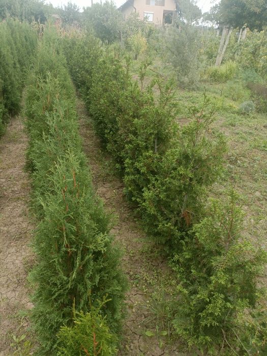 Vând tuia , diferite soiuri și marimi din ciumbrud alba