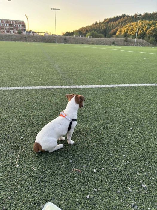 Подарявам   джак ръсел териер