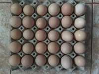 Vând ouă, găini de casă