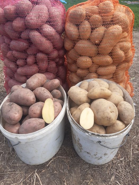 Cartofi consum rosii si albi