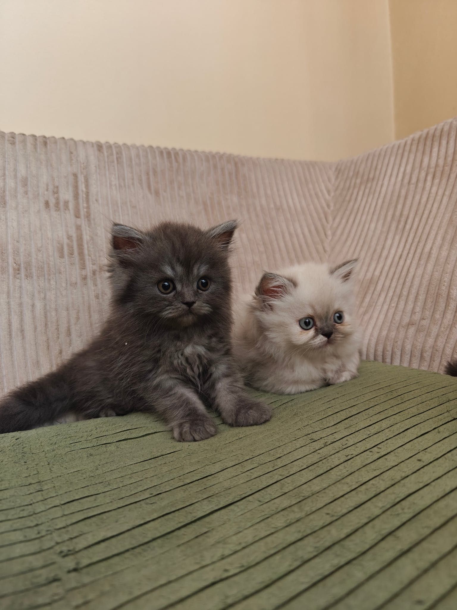 Персийски котенца