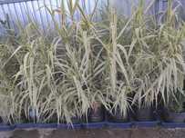 Trestie  Arundo donax variegata