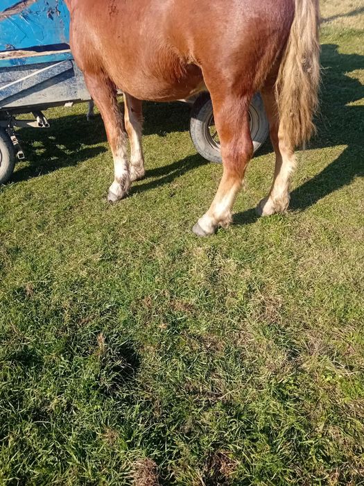 Mânză de 9 luni semi grea