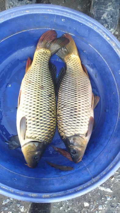 Baliq sotamiz juda mazali baliq