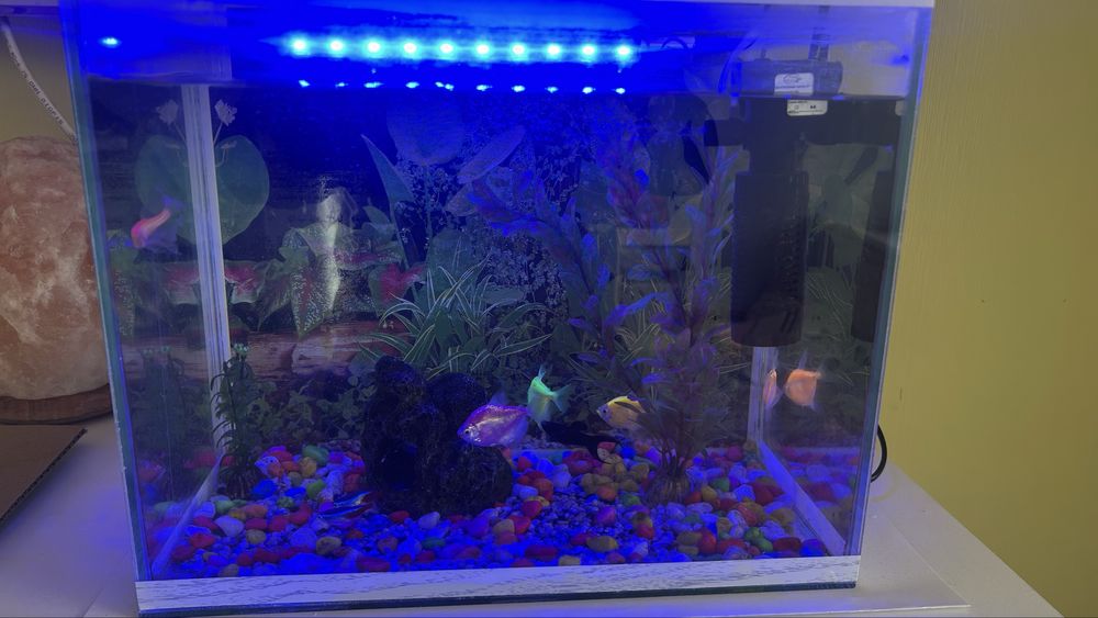Аквариум с рыбками