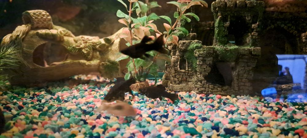 Аквариумные рыбки