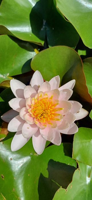 Изграждане и поддръжка на градини