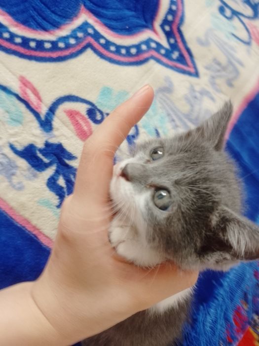 Кошечки маленькие