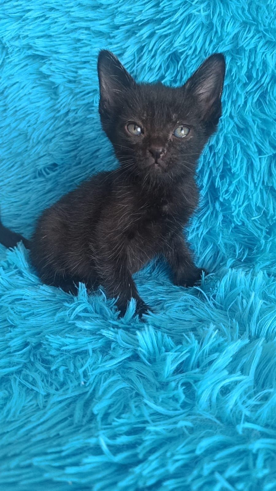 Кошечки и котятки ждут любящих хозяев