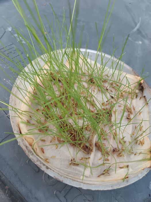 Samanta iarba coasă, pasune ,Amestec